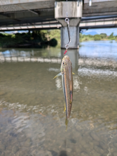 カワムツの釣果