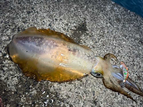 アオリイカの釣果