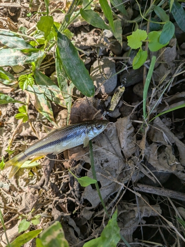 カワムツの釣果