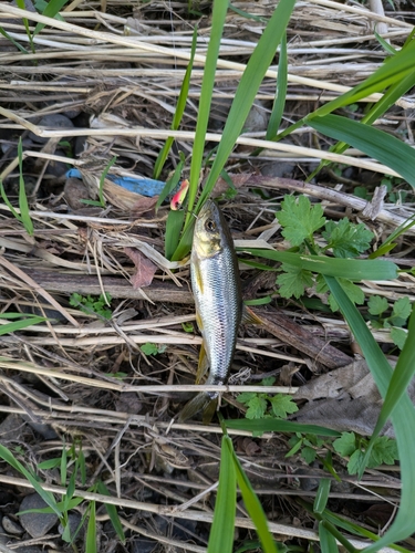 カワムツの釣果