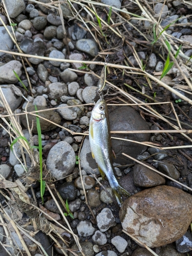 カワムツの釣果