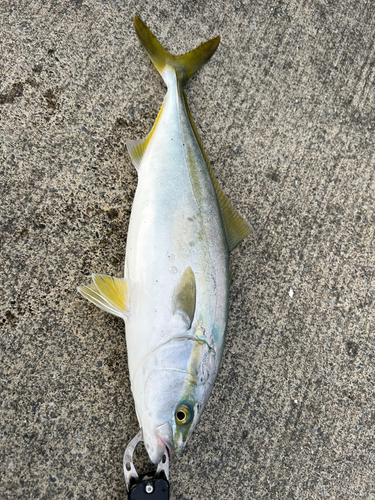 イナダの釣果