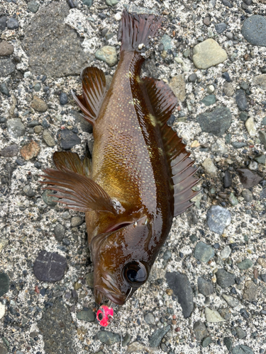 エゾメバルの釣果