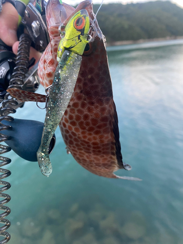 オオモンハタの釣果