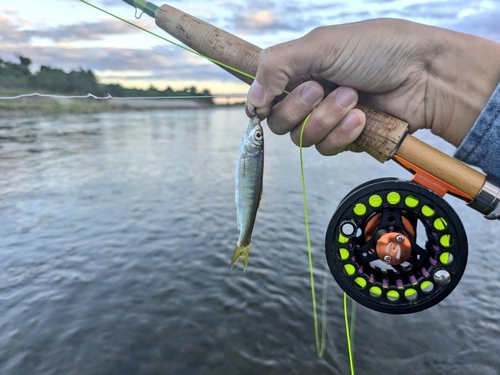 オイカワの釣果