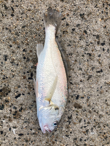 イシモチの釣果