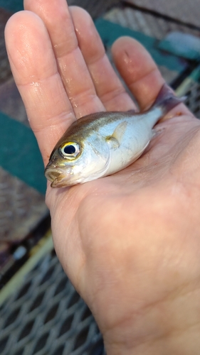 イサキの釣果