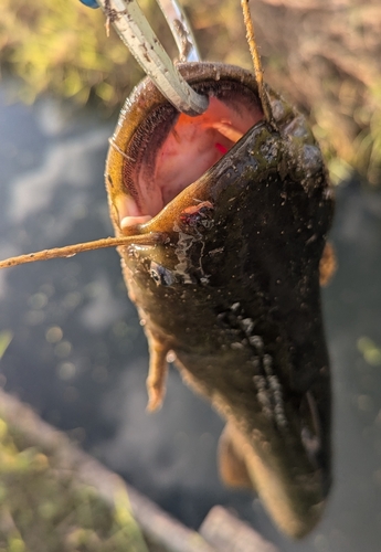 ナマズの釣果