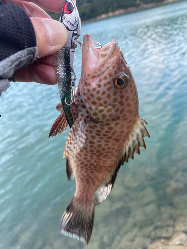 オオモンハタの釣果