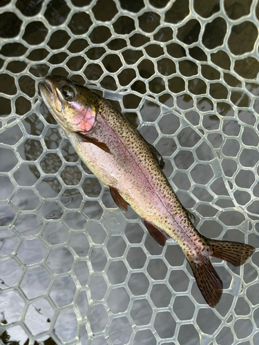 トラウトの釣果