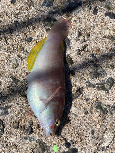 アカササノハベラの釣果