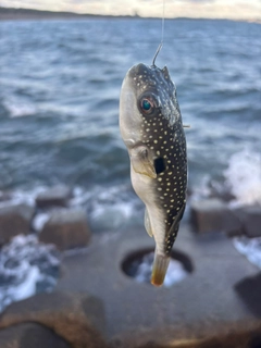 クサフグの釣果