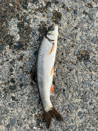 ウグイの釣果