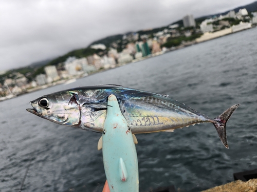 ソウダガツオの釣果