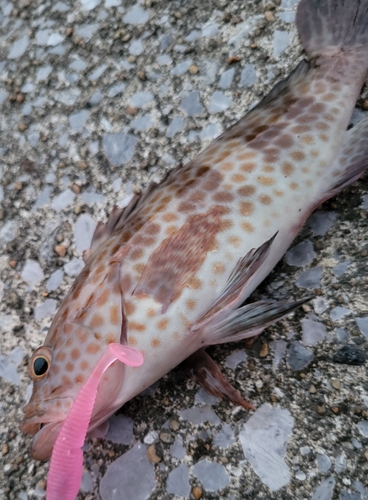 オオモンハタの釣果