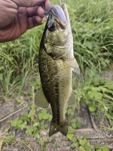 ブラックバスの釣果