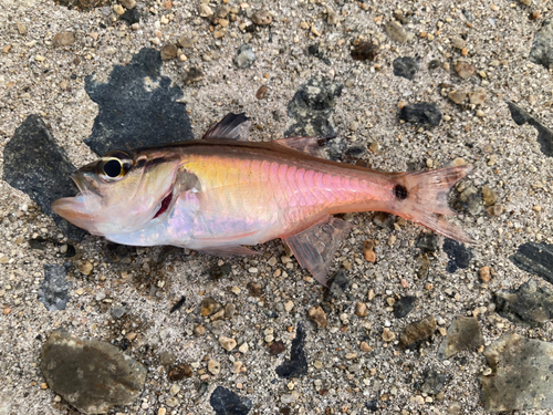 ネンブツダイの釣果