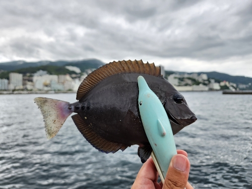 サンノジの釣果