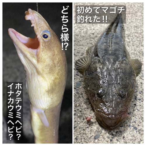 ウミヘビの釣果