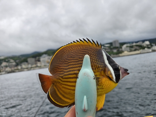 チョウチョウウオの釣果