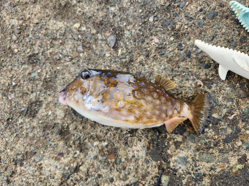 熱海港海釣り施設