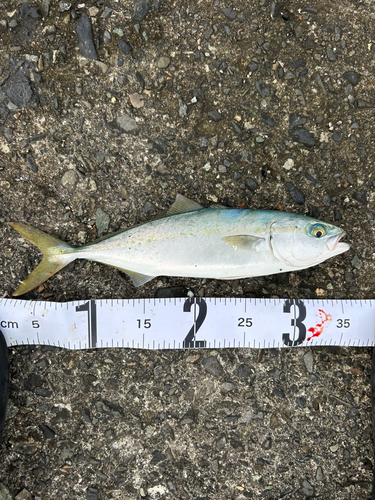 釣果