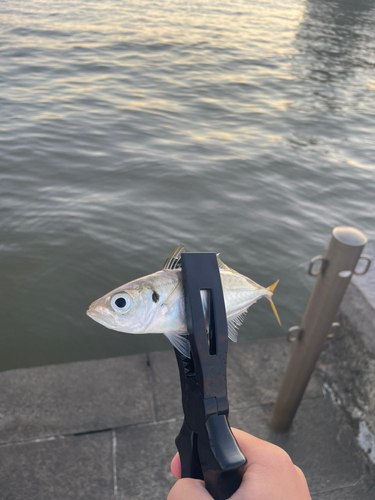 マアジの釣果