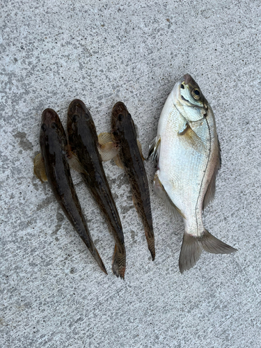 マハゼの釣果