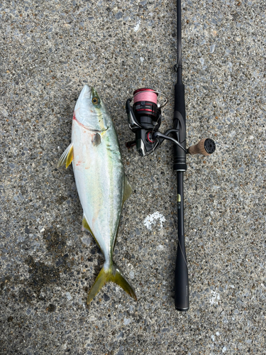 イナダの釣果