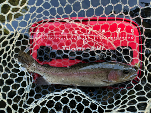 トラウトの釣果