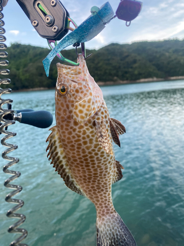 オオモンハタの釣果