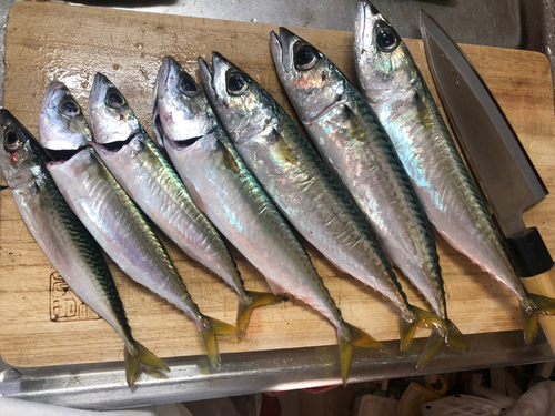 サバの釣果