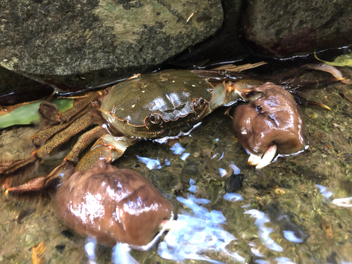 モクズガニの釣果