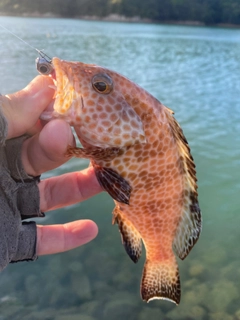 オオモンハタの釣果