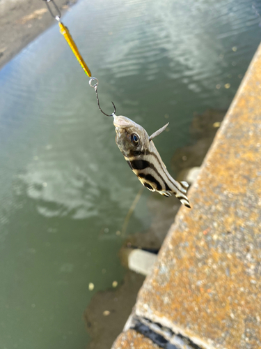 コトヒキの釣果