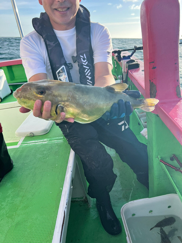 シロサバフグの釣果