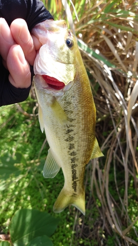 ラージマウスバスの釣果