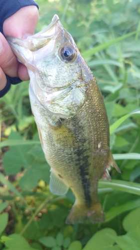 ラージマウスバスの釣果