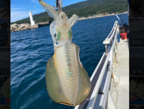 アオリイカの釣果