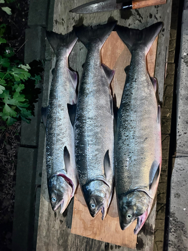 アキアジの釣果