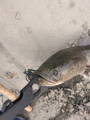 ライギョの釣果