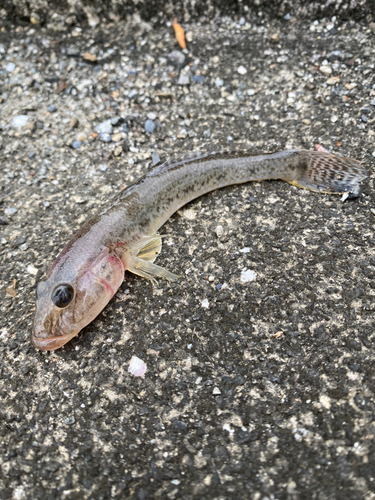 マハゼの釣果