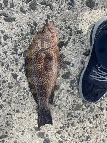 オオモンハタの釣果