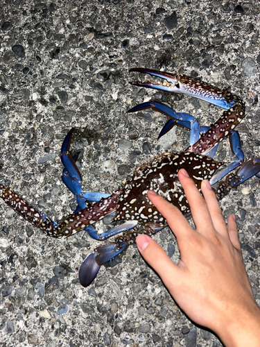 タイワンガザミの釣果