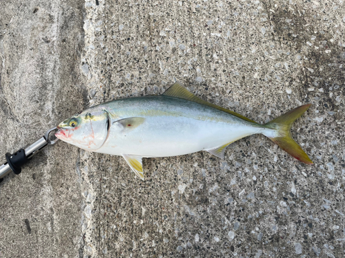 イナダの釣果