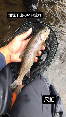 ニジマスの釣果