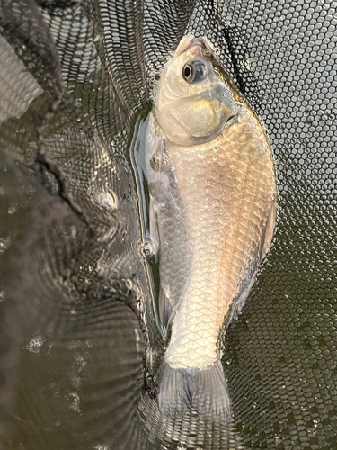 ヘラブナの釣果