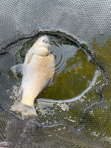 ヘラブナの釣果