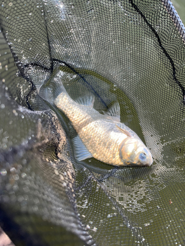 ヘラブナの釣果