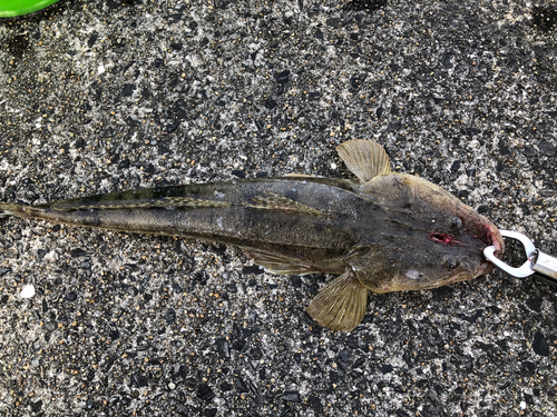 マゴチの釣果